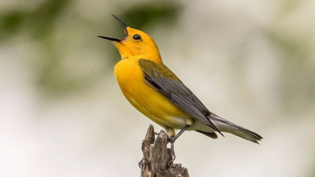 Ornitoloji Nedir? Ornitoloji Hangi Bilim Dalını İnceler?