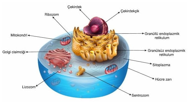 Histon Proteini Nedir | Histon Proteini Ne İşe Yarar? Histon Proteini Özellikleri Nedir?