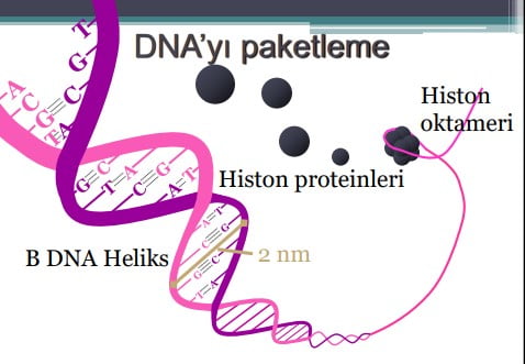 Histon Proteini Nedir | Histon Proteini Ne İşe Yarar? Histon Proteini Özellikleri Nedir?