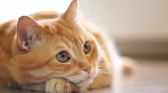 6 Başlıkta Dişi Kediler Adet Olur mu | Dişi Kediden Neden Kan Gelir?