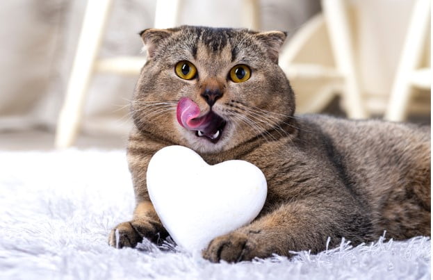 6 Başlıkta Dişi Kediler Adet Olur mu | Dişi Kediden Neden Kan Gelir?