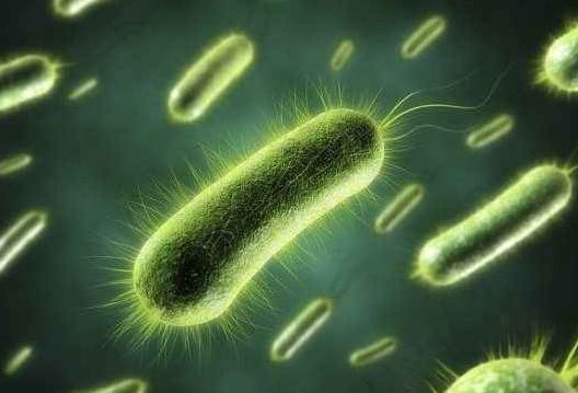 Siyanobakteri Özellikleri Nelerdir | Siyanobakteri Nedir?