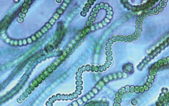 Siyanobakteri Özellikleri Nelerdir | Siyanobakteri Nedir?